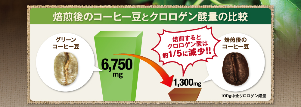 焙煎後のコーヒー豆とグリーン生コーヒーのクロロゲン酸量の比較